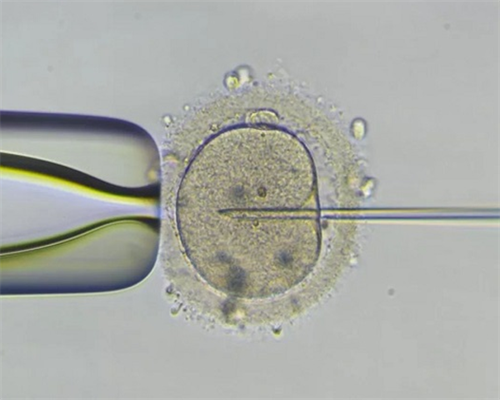 2026上海借卵试管婴儿医院排名？试管助孕成功率参考？,供卵代怀咨询公司